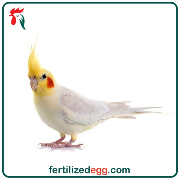 تخم نطفه دار طوطی عروس هلندی 